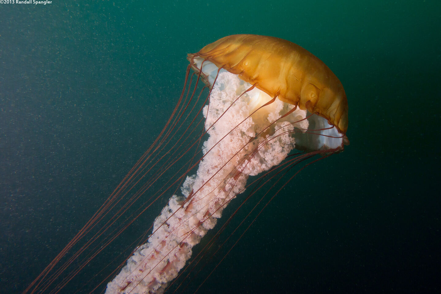 Chrysaora fuscescens (Brown Jellyfish)