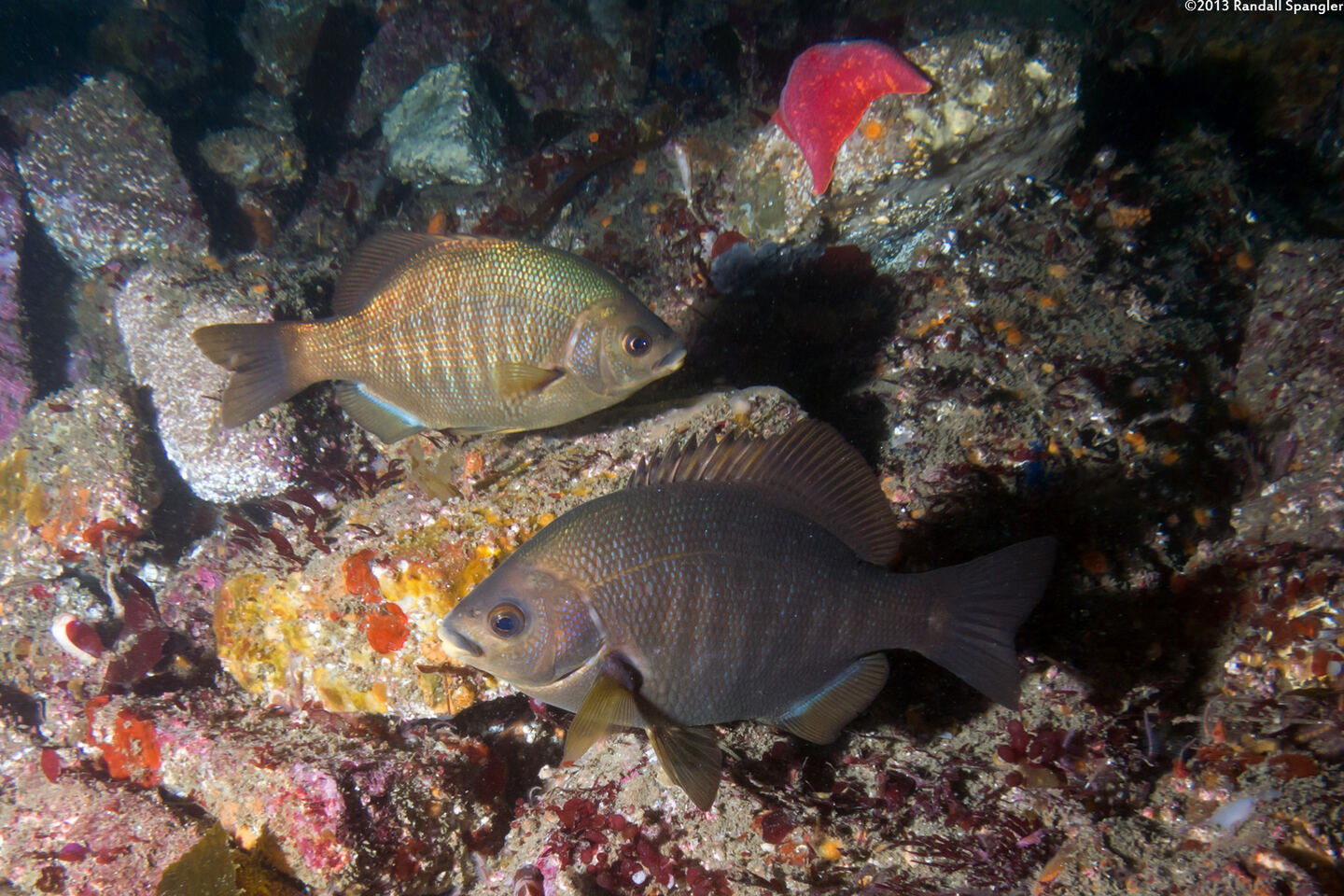 Embiotoca jacksoni (Black Perch)