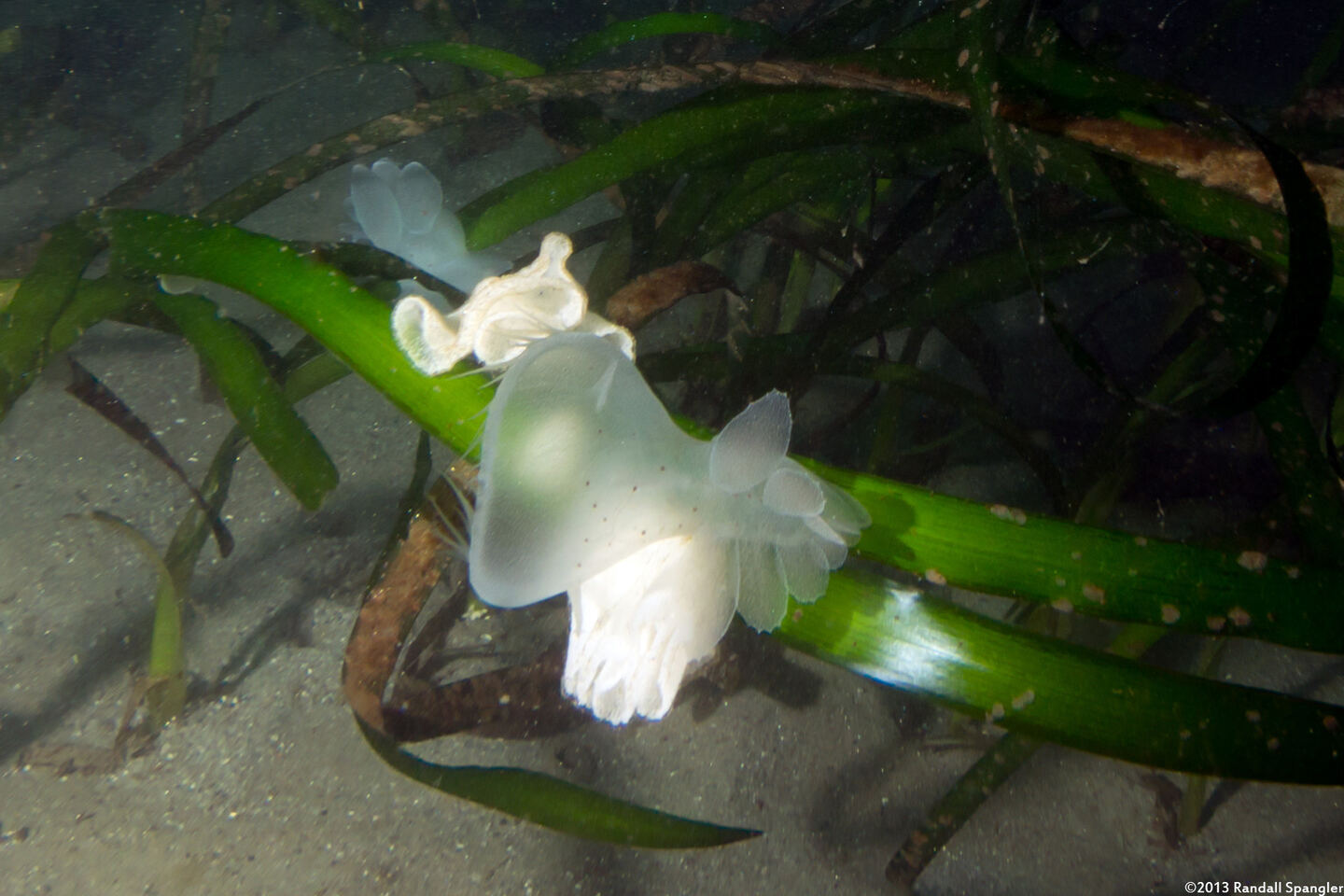Melibe leonina (Lion's Mane Nudibranch)