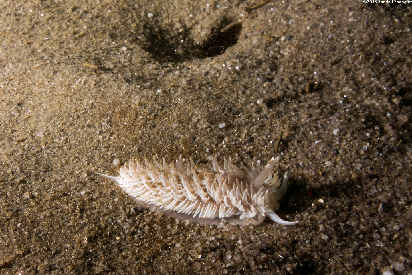 Aeolidia loui (Shag-Rug Aeolid)