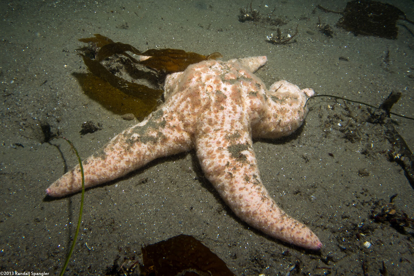Pisaster brevispinus (Short-Spined Sea Star)