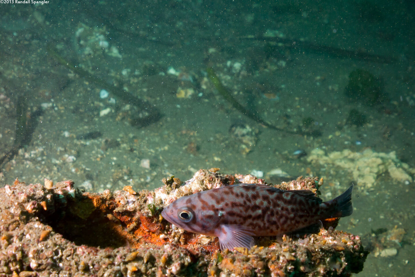 Sebastes mystinus (Blue Rockfish)