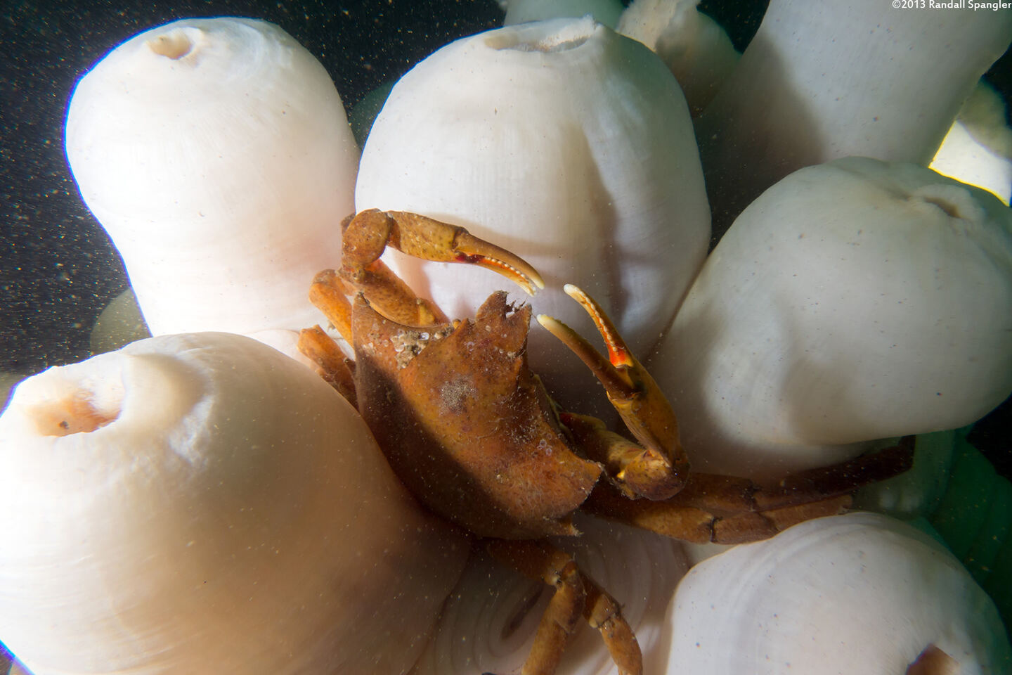 Pugettia producta (Northern Kelp Crab)