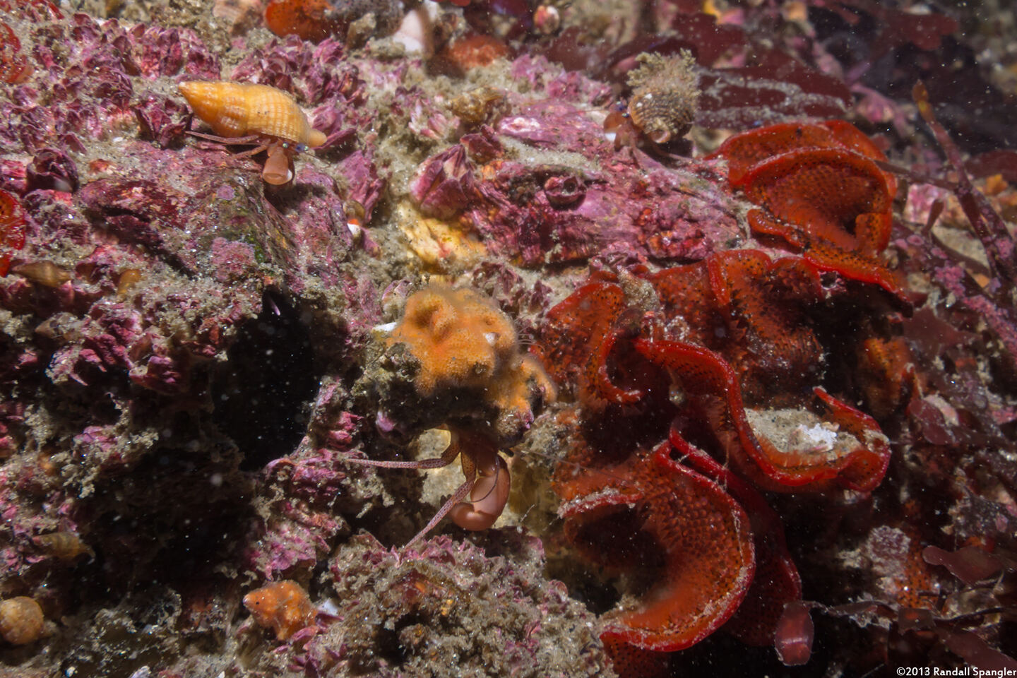 Pagurus retrorsimanus (Pagurus Retrorsimanus)