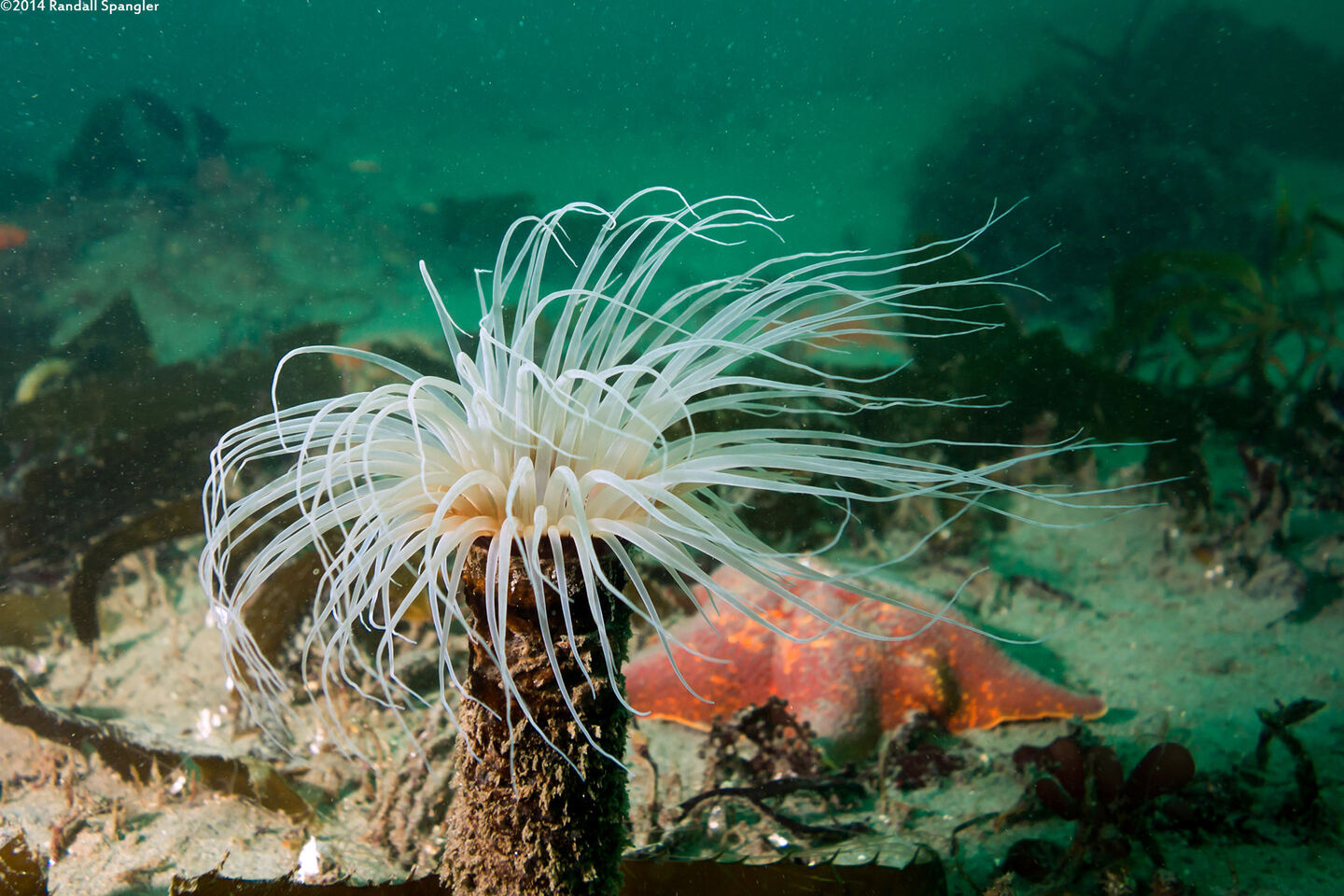 Pachycerianthus fimbriatus (Tube-Dwelling Anemone)