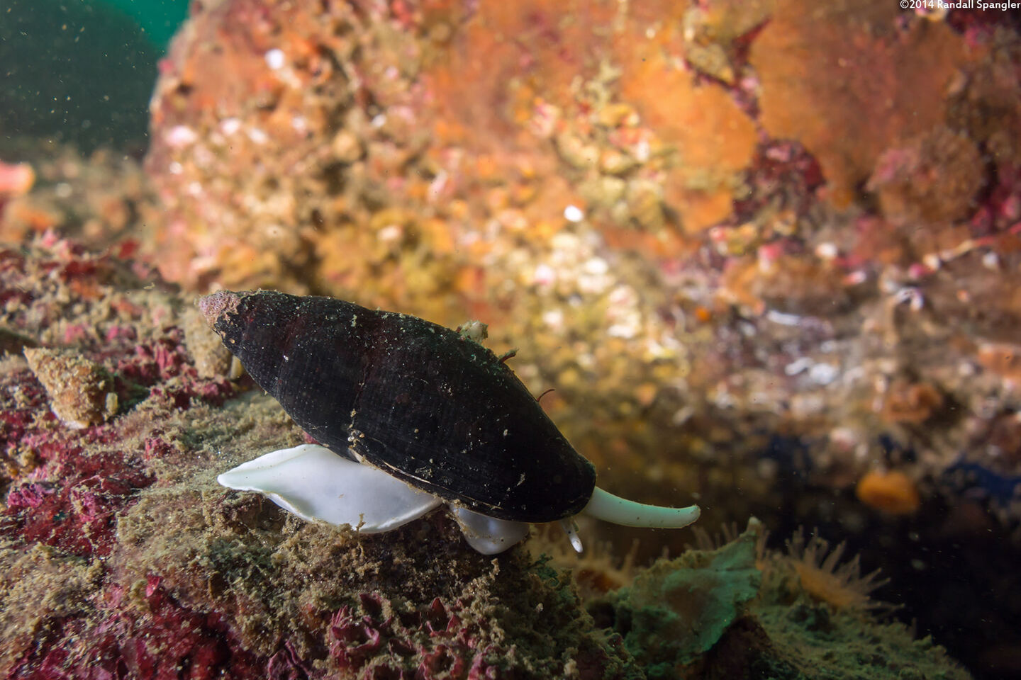 Atrimitra idae (Ida's Miter)