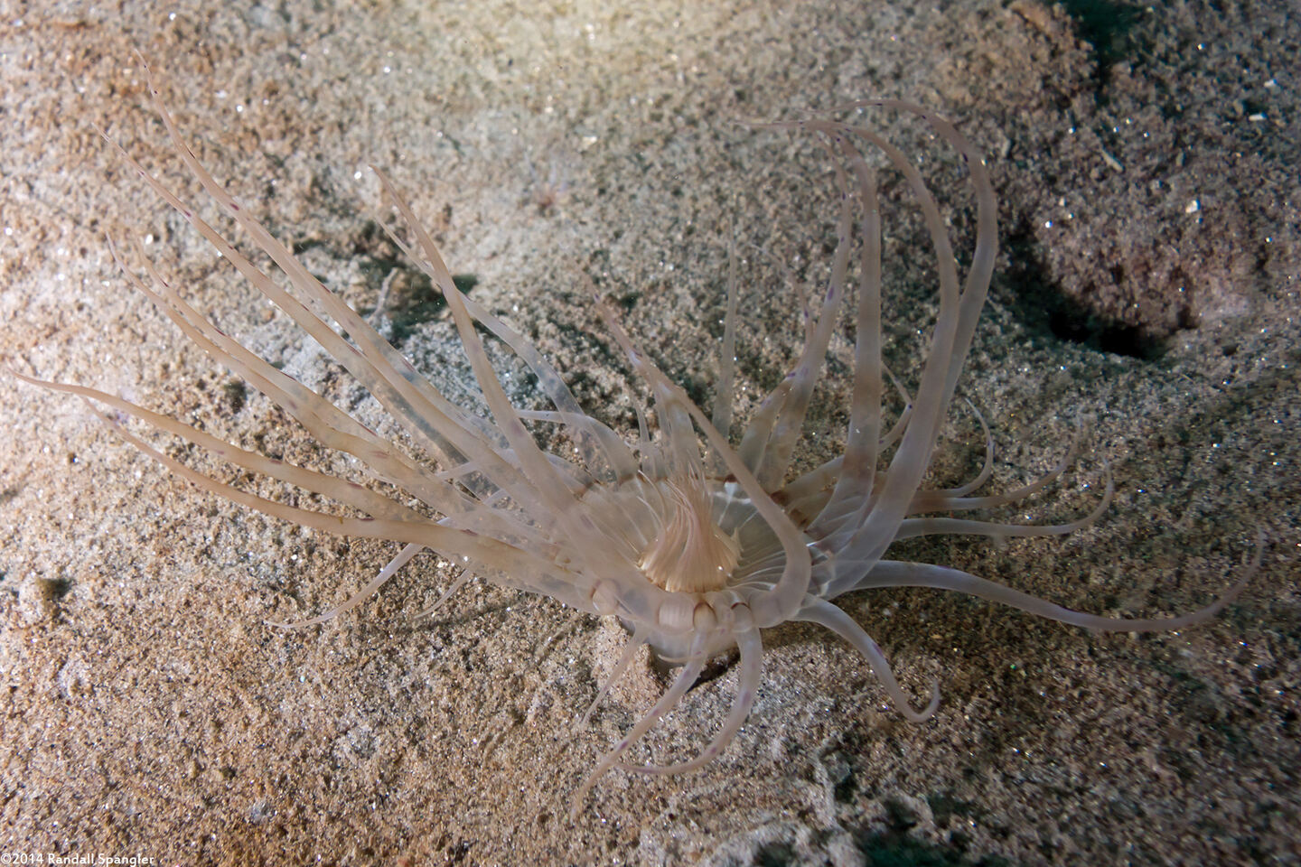 Pachycerianthus aestuari (Pachycerianthus Aestuari)