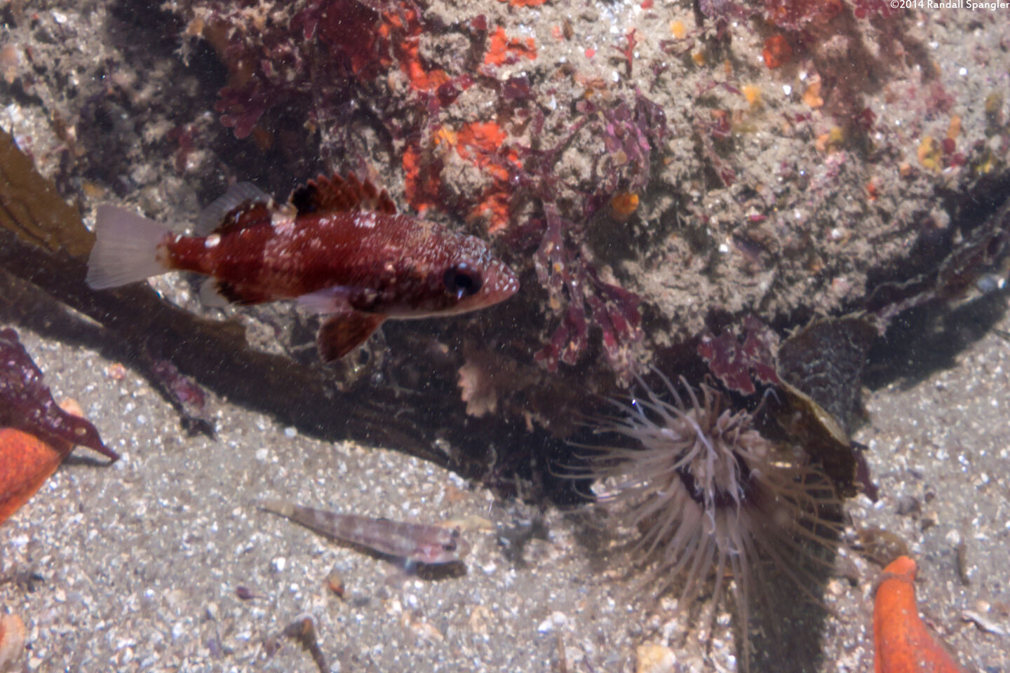 Sebastes miniatus (Vermilion Rockfish)