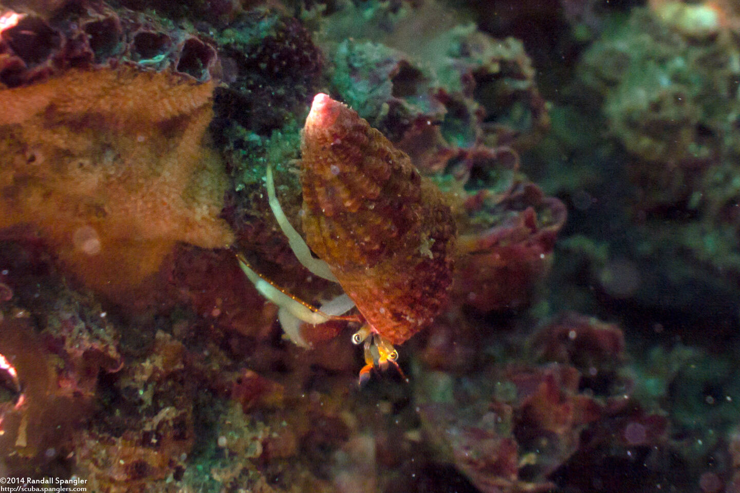 Pagurus hemphilli (Maroon Hermit Crab)