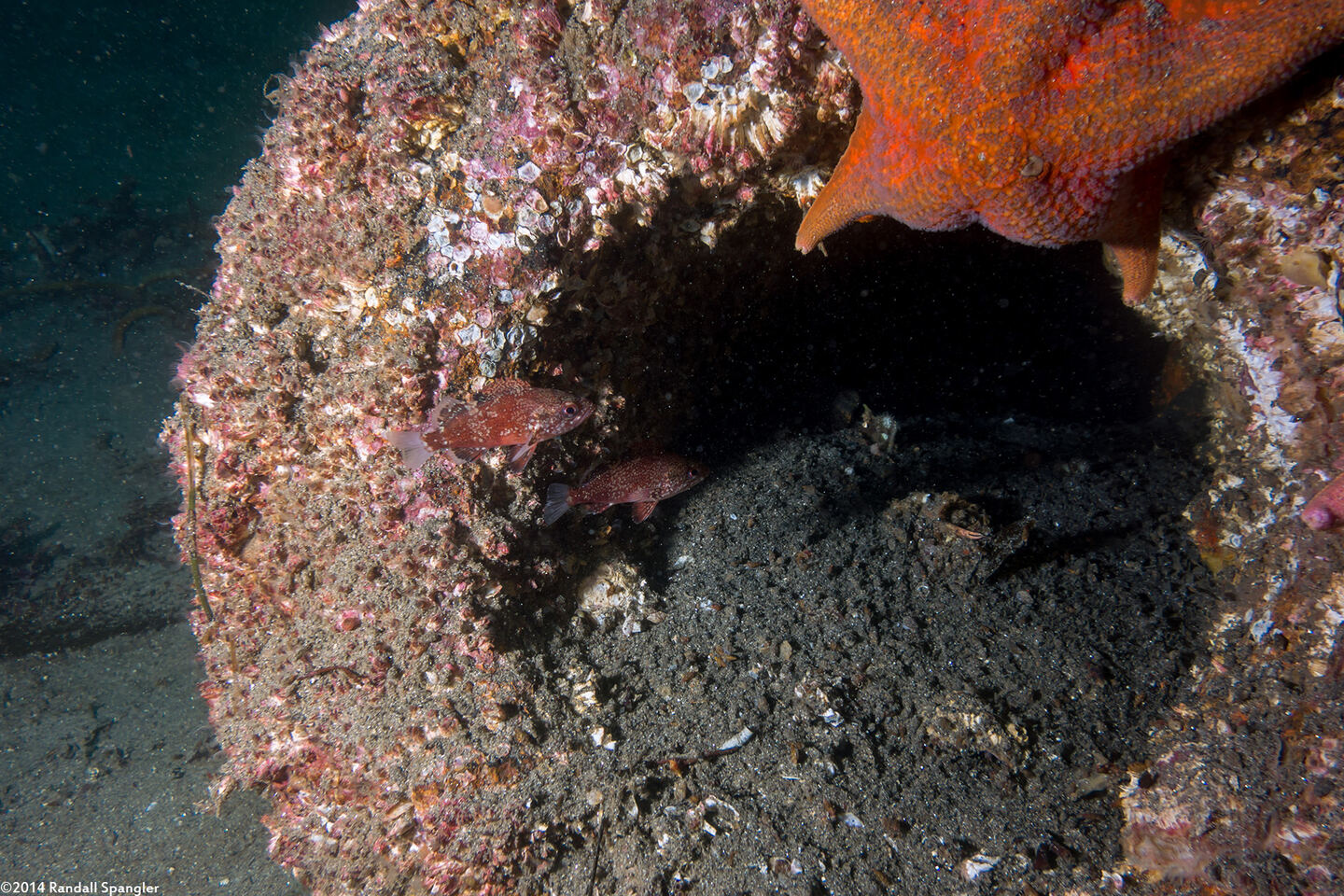Sebastes miniatus (Vermilion Rockfish)