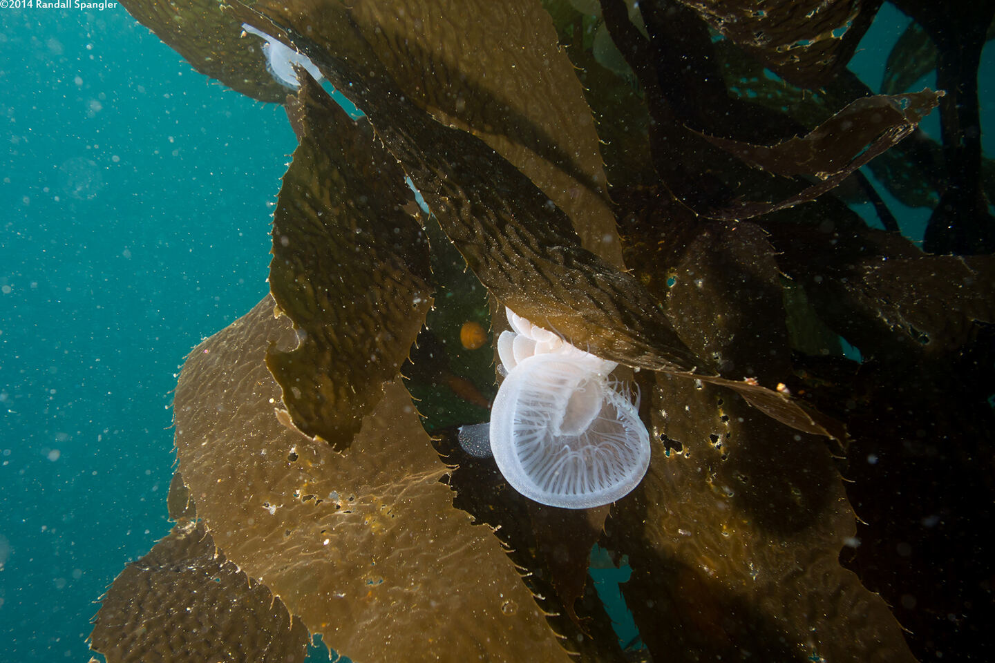 Melibe leonina (Lion's Mane Nudibranch)