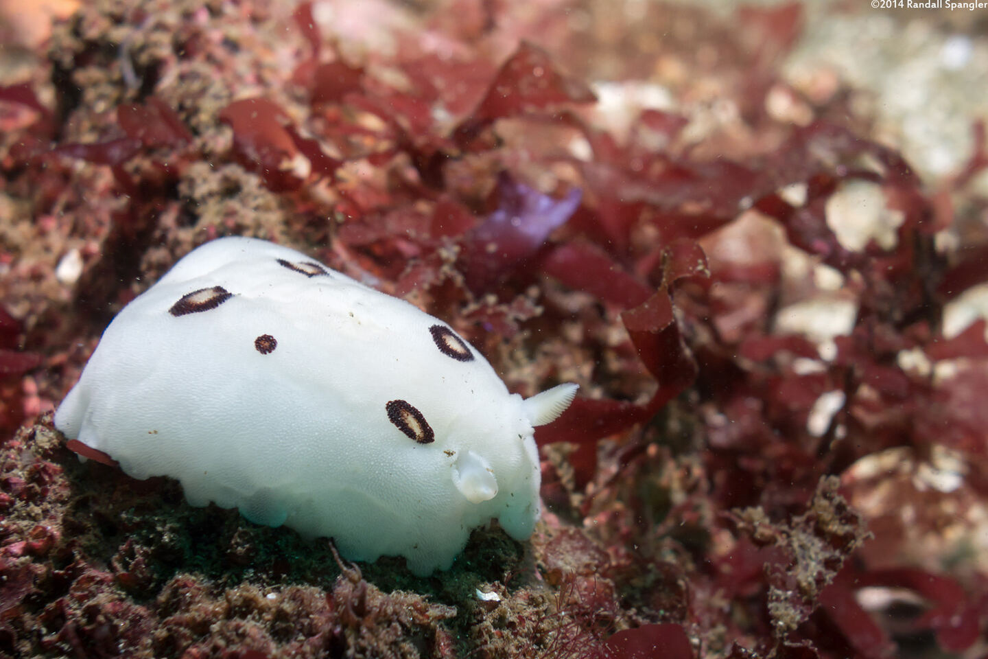 Diaulula sandiegensis (San Diego Dorid)