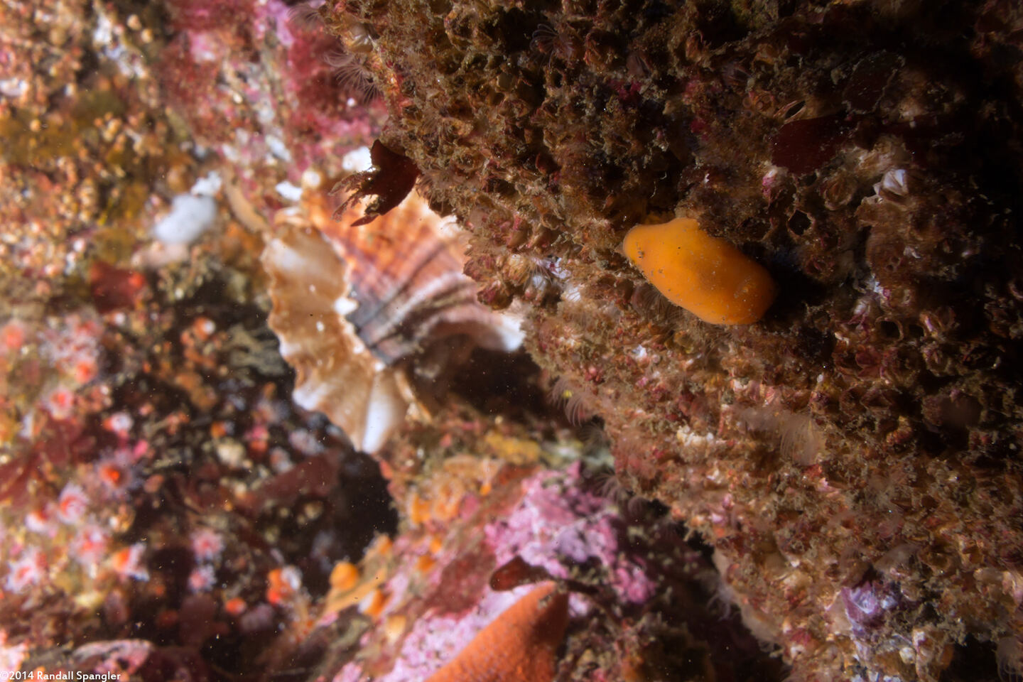 Rostanga pulchra (Red Sponge Dorid)