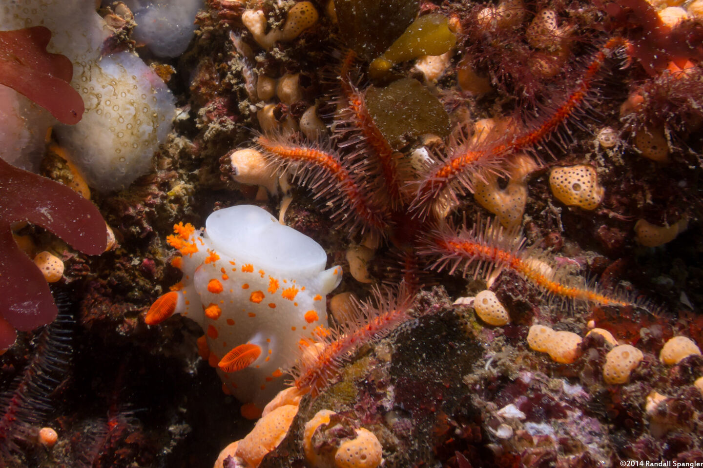 Ophiothrix spiculata (Spiny Brittle Star)