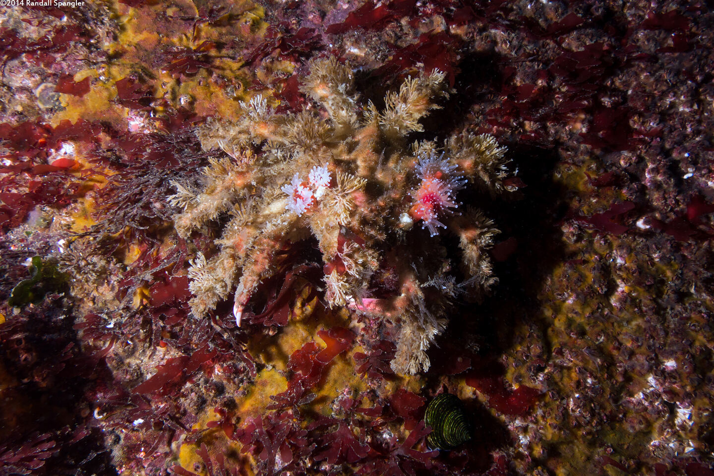 Loxorhynchus crispatus (Masking Crab)