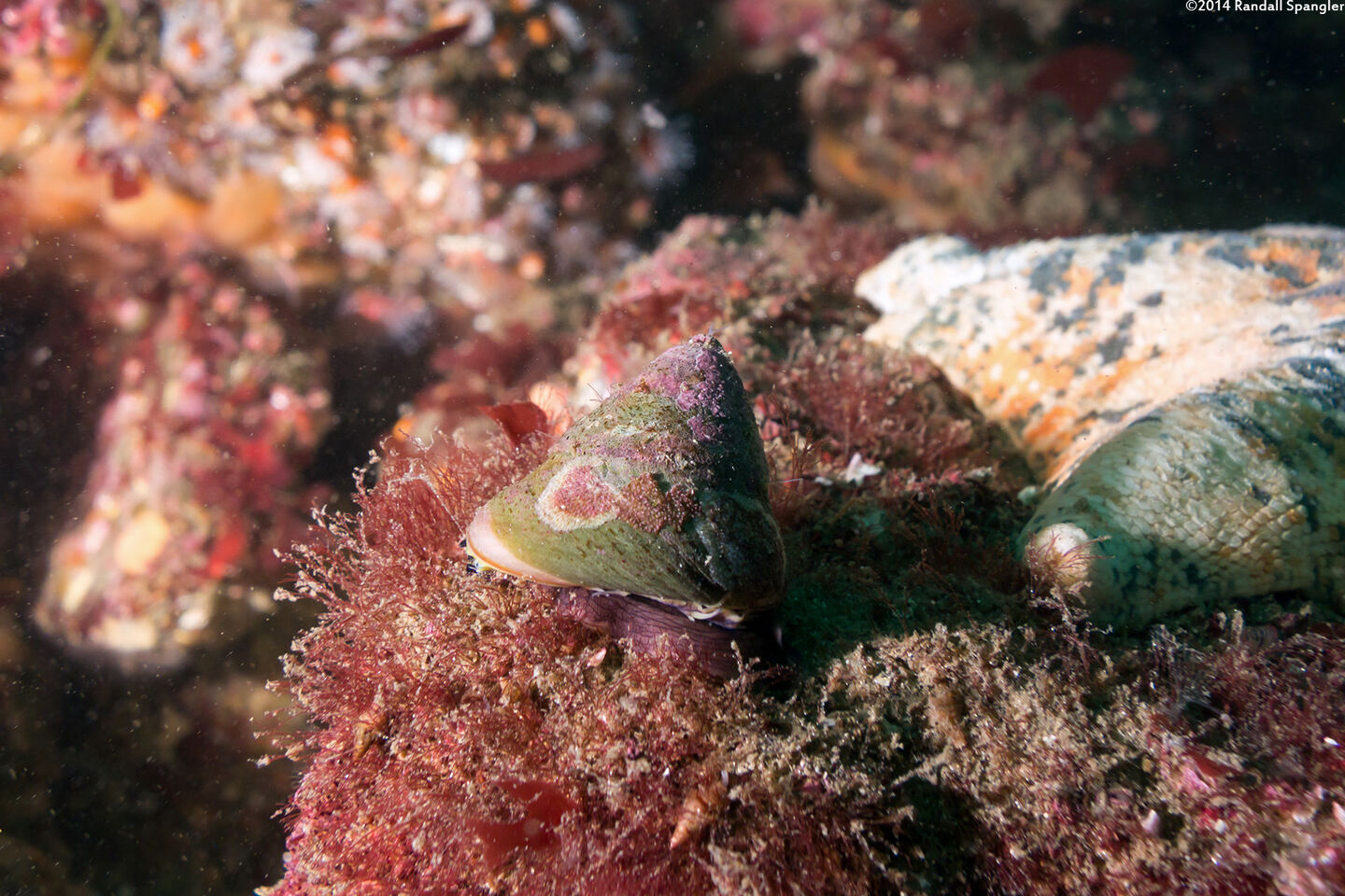 Tegula pulligo (Brown Turban Snail)