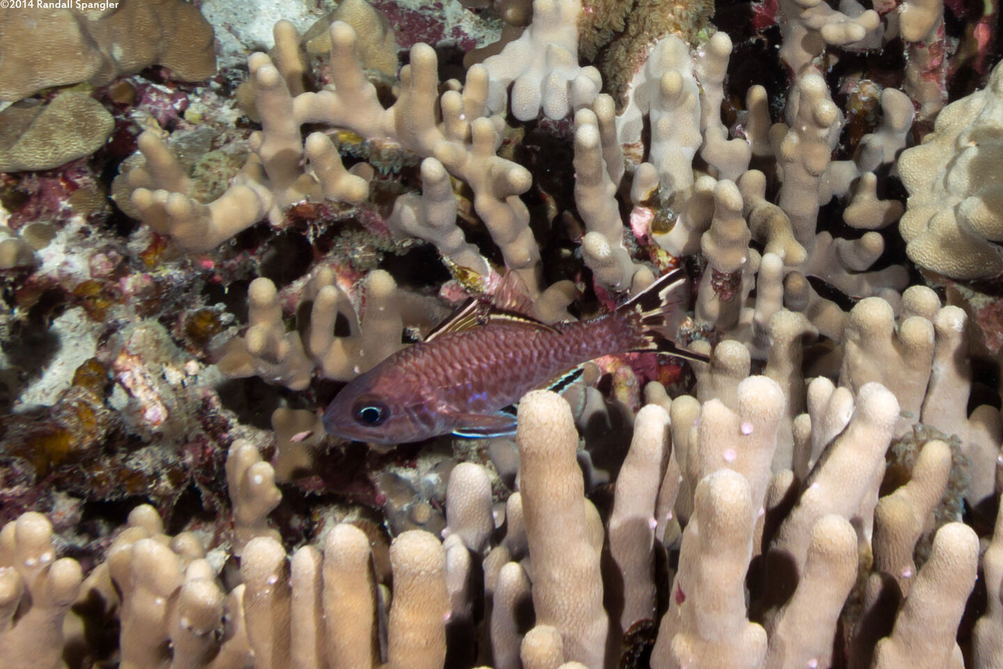 Pristiapogon taeniopterus (Bandfin Cardinalfish)