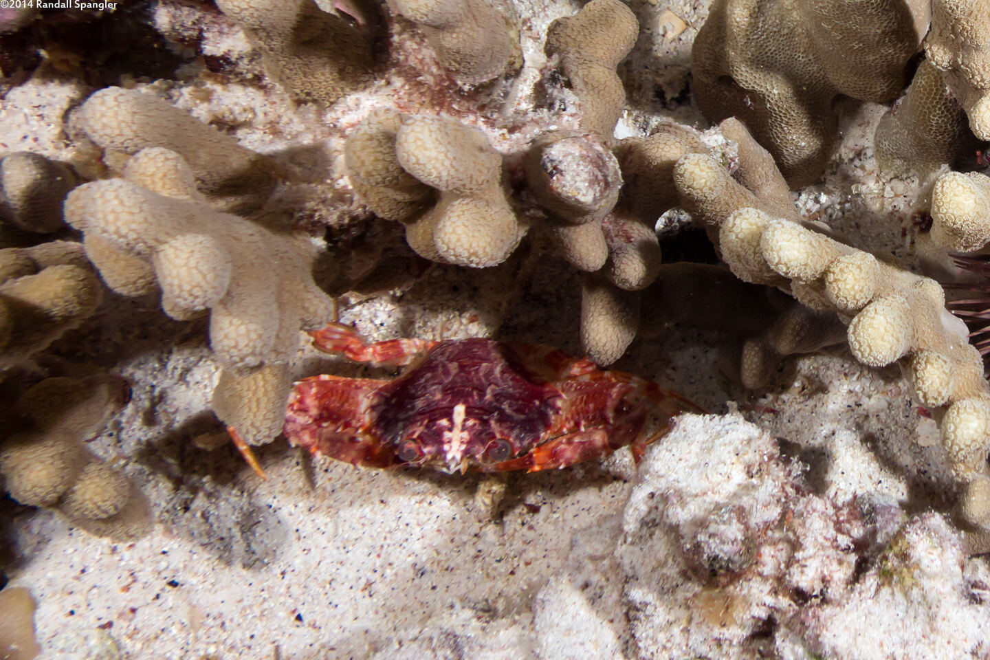 Laleonectes nipponensis (Nippon Swimming Crab)