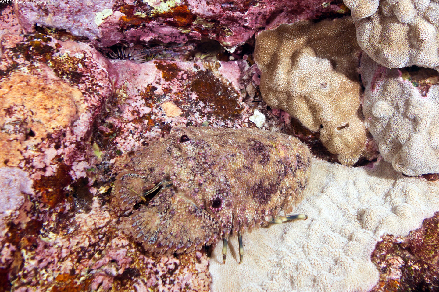 Parribacus antarcticus (Sculptured Slipper Lobster)