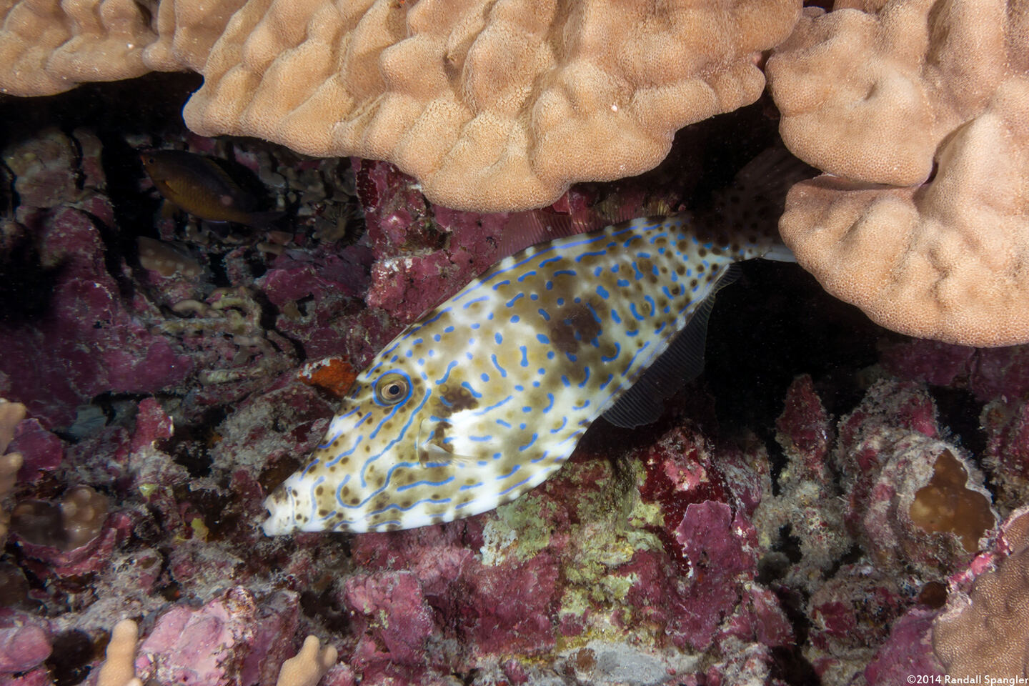 Aluterus scriptus (Scrawled Filefish)
