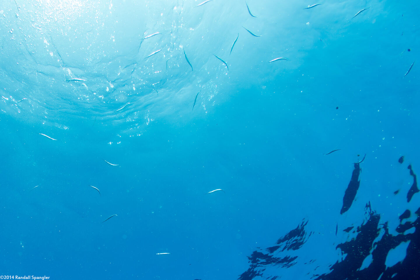 Platybelone argalus (Keeltail Needlefish)