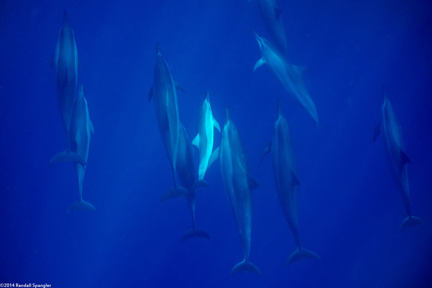 Stenella longirostris (Spinner Dolphin)