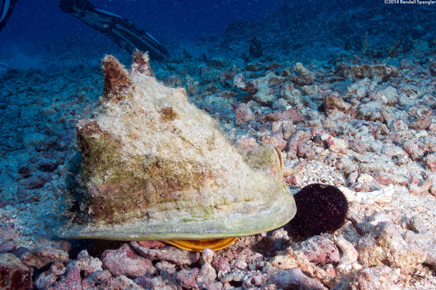 Cassis cornuta (Horned Helmet)