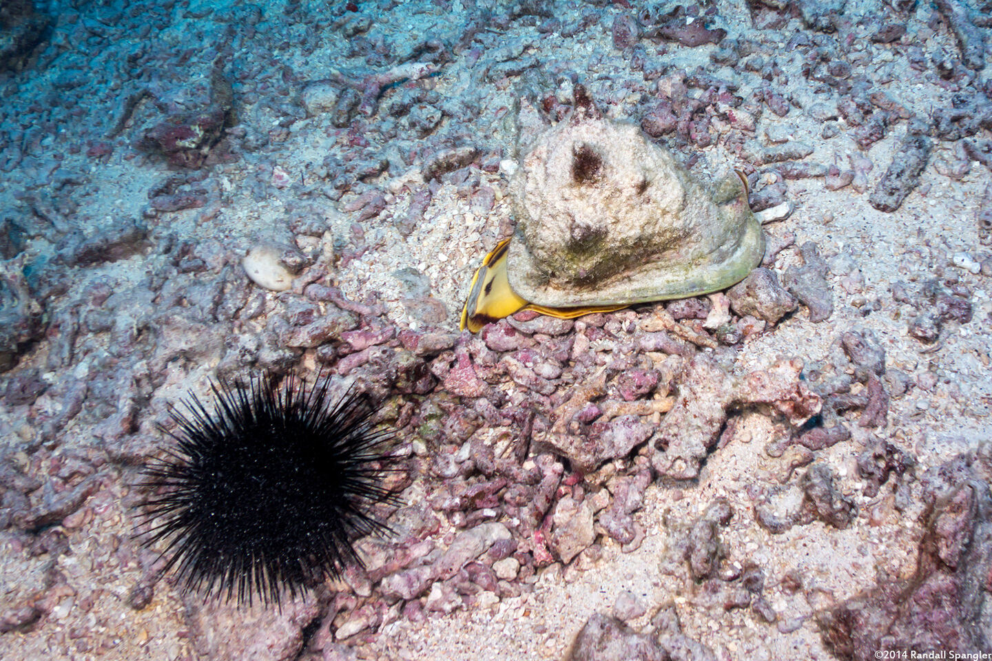 Cassis cornuta (Horned Helmet)