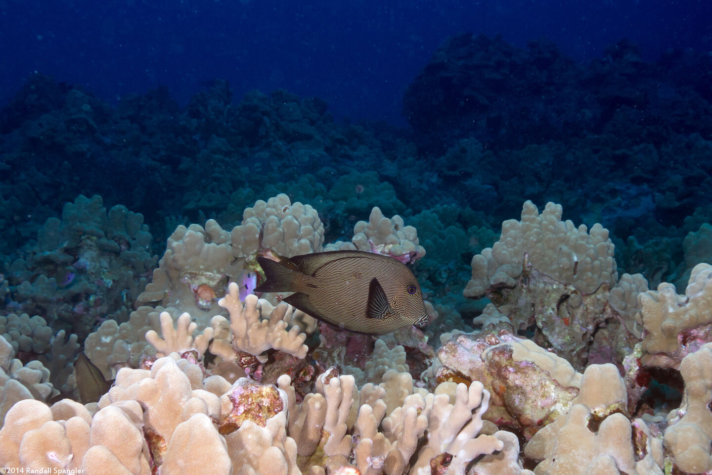 Ctenochaetus hawaiiensis (Black Surgeonfish)