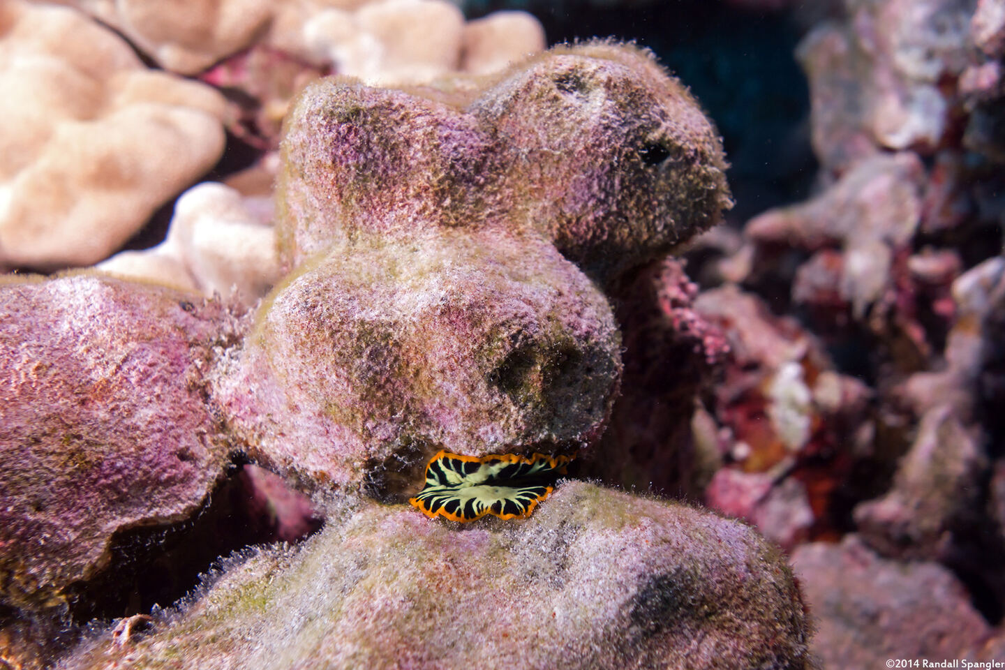 Pseudoceros dimidiatus (Divided Flatworm)