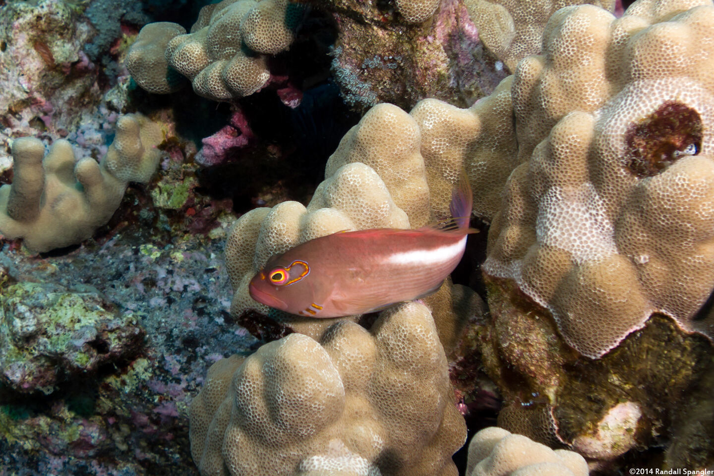 Paracirrhites arcatus (Arc-Eye Hawkfish)