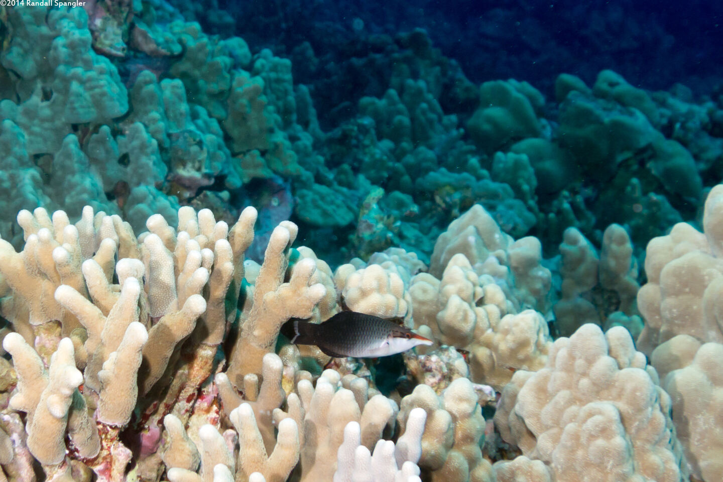 Gomphosus varius (Bird Wrasse)