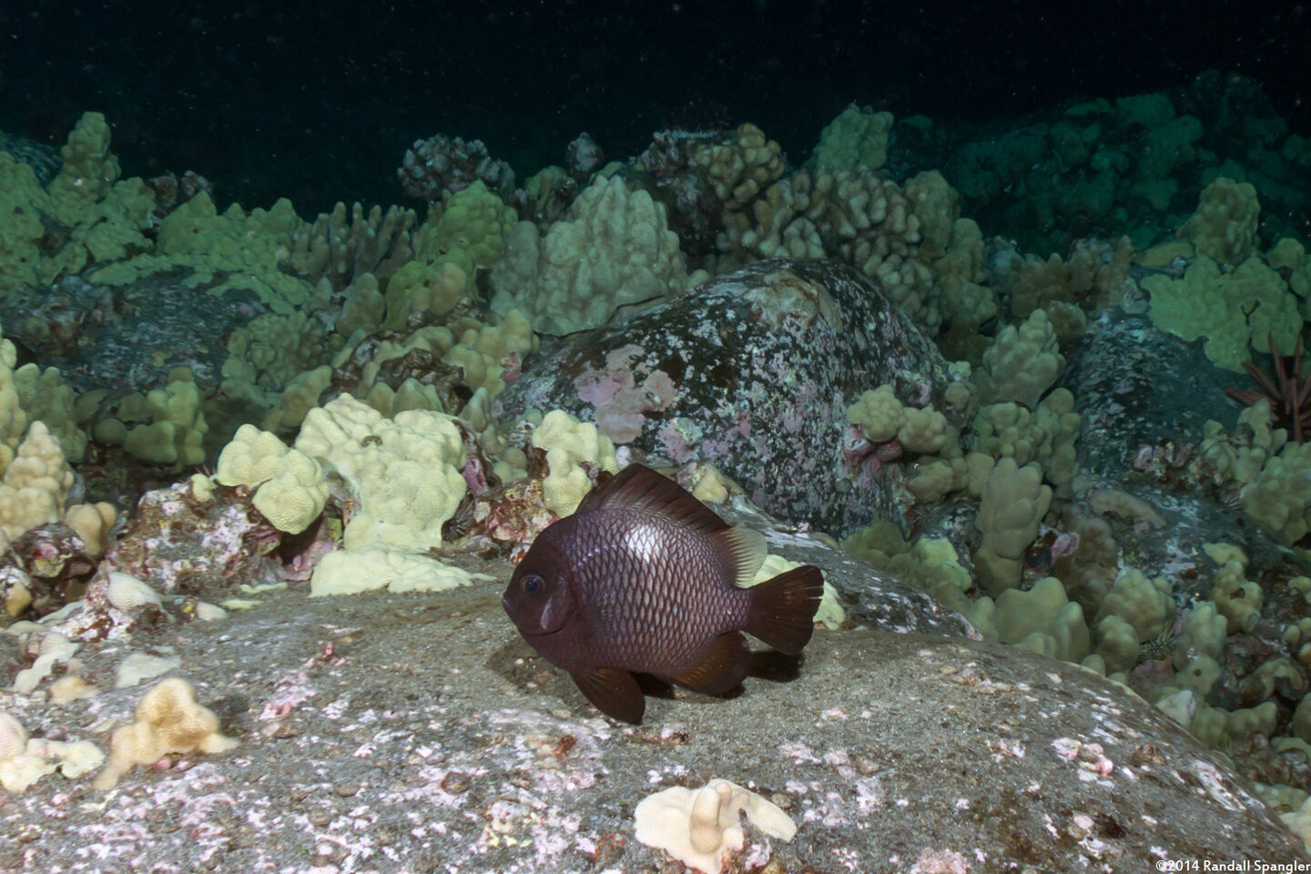 Dascyllus albisella (Hawaiian Dascyllus)