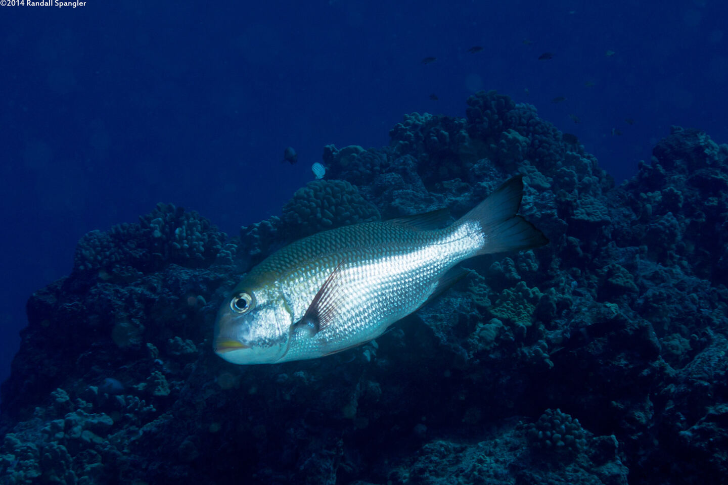 Monotaxis grandoculis (Humpnose Bigeye Bream)