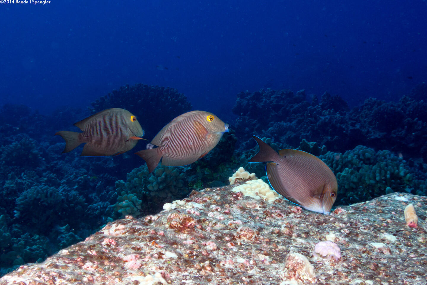 Acanthurus nigroris (Bluelined Surgeonfish)