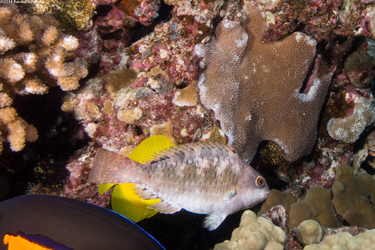 Calotomus carolinus (Stareye Parrotfish)