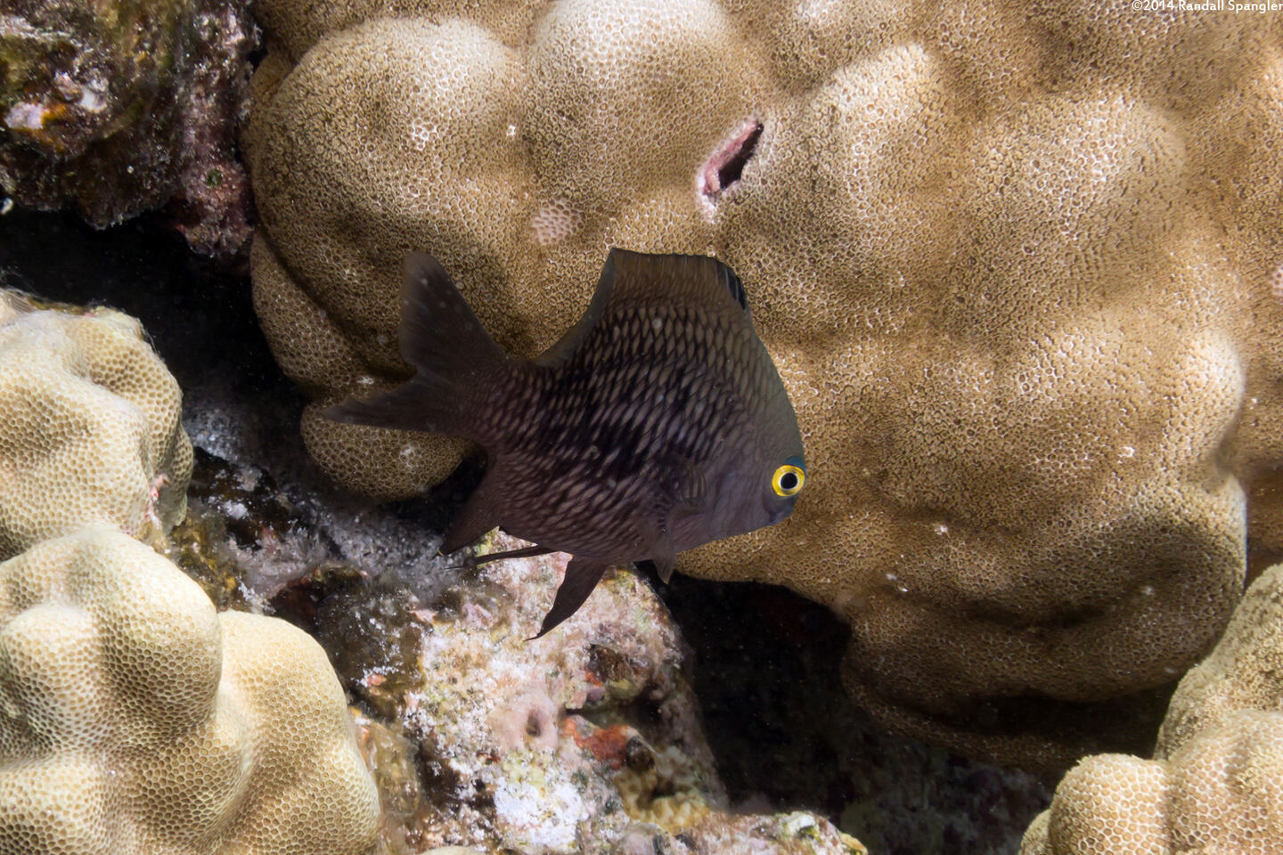 Plectroglyphidodon marginatus (Hawaiian Gregory)