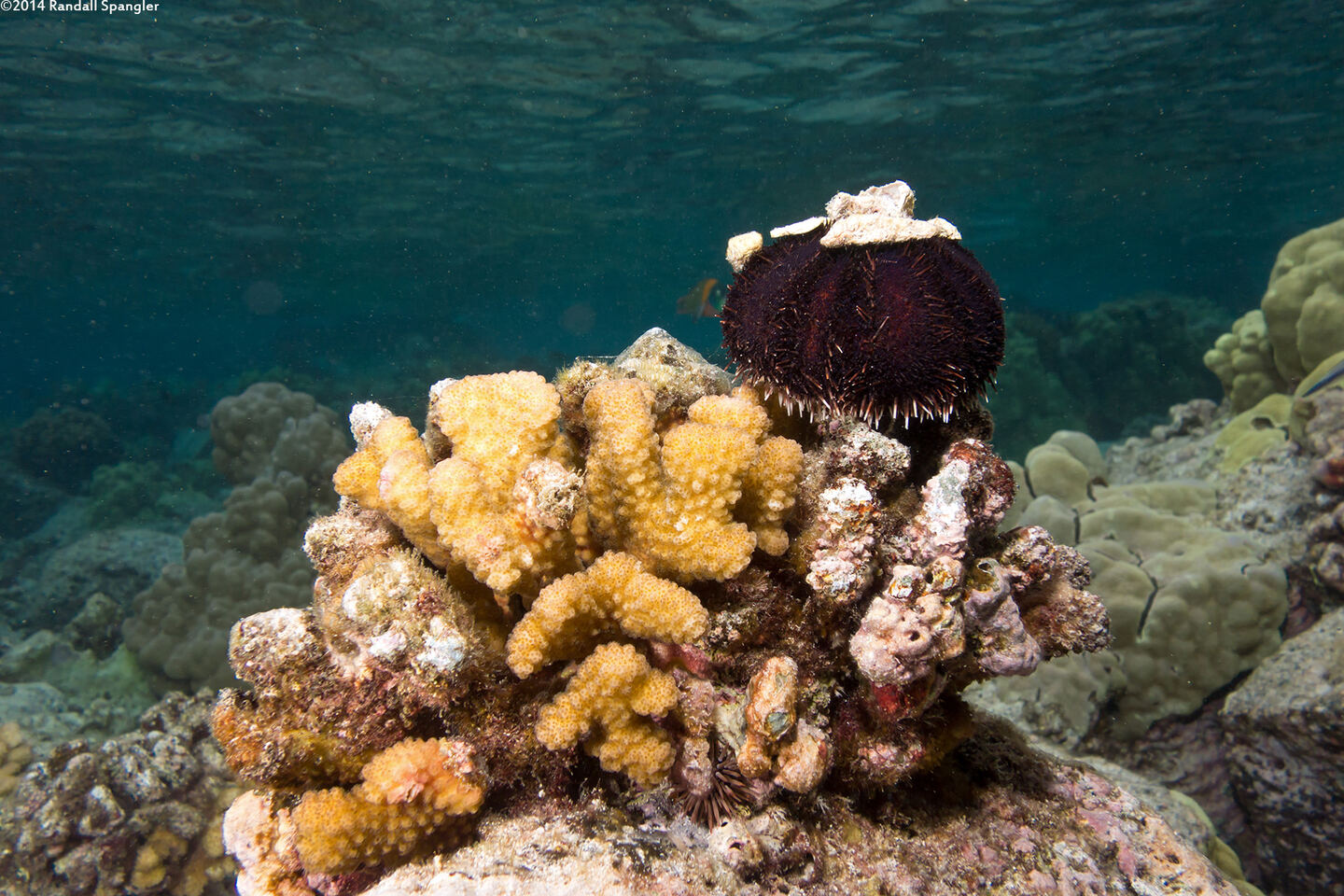 Tripneustes gratilla (Collector Urchin)