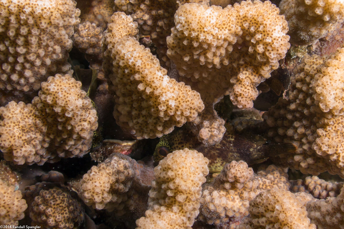 Sebastapistes coniorta (Speckled Scorpionfish)