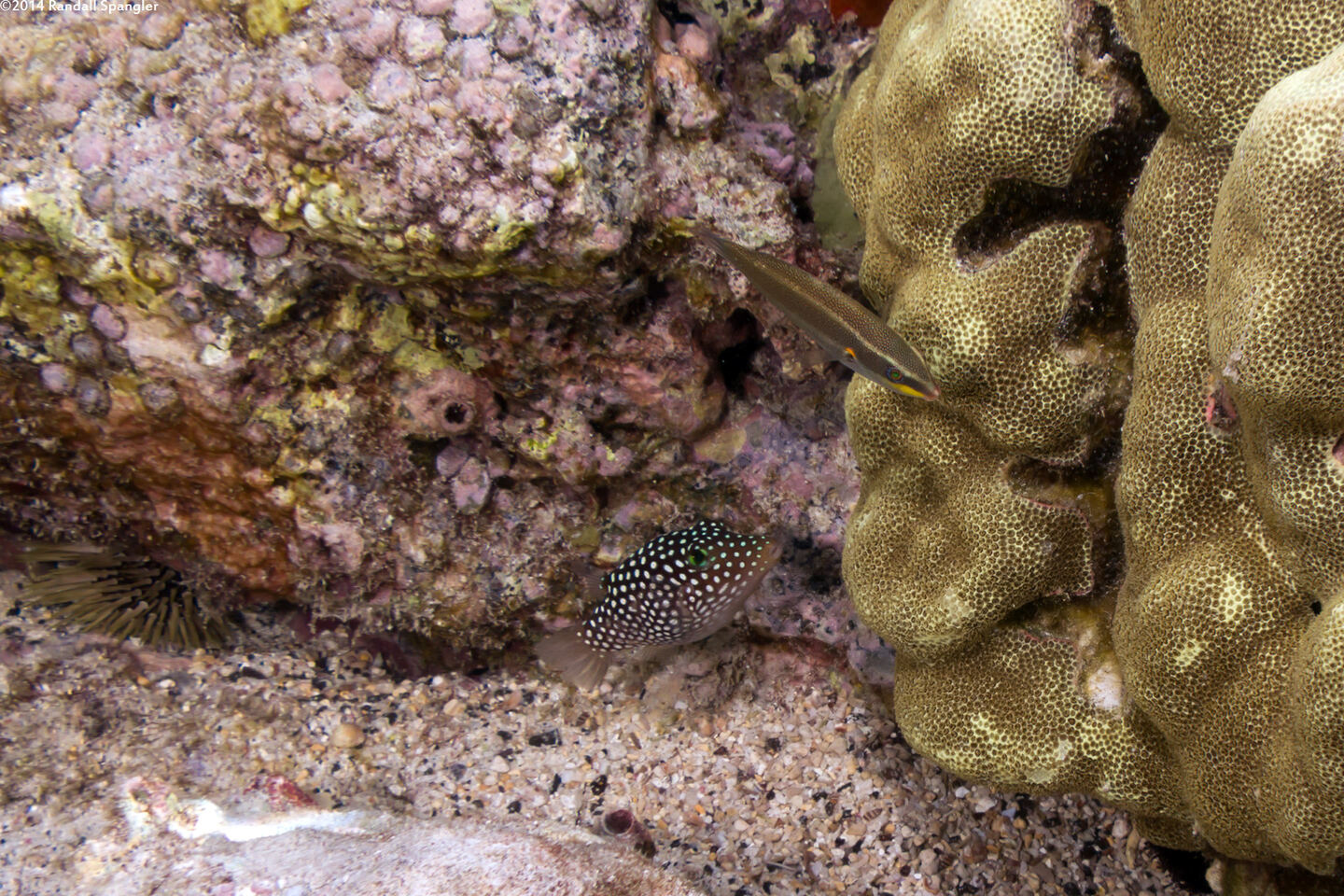 Stethojulis balteata (Belted Wrasse)