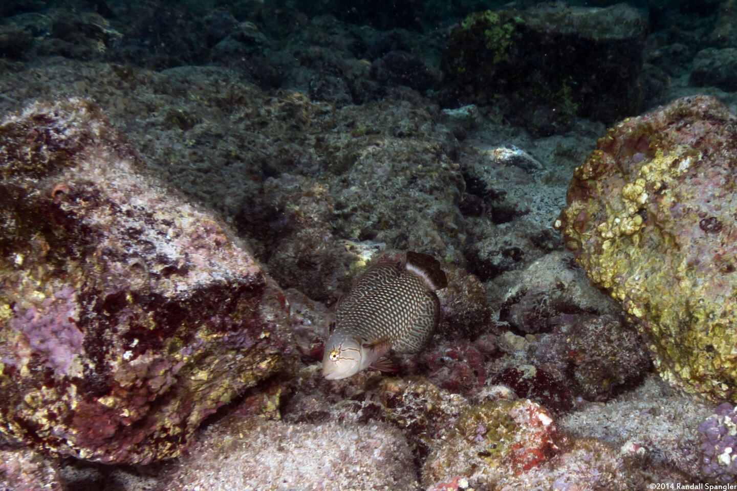 Novaculichthys taeniourus (Rockmover Wrasse)