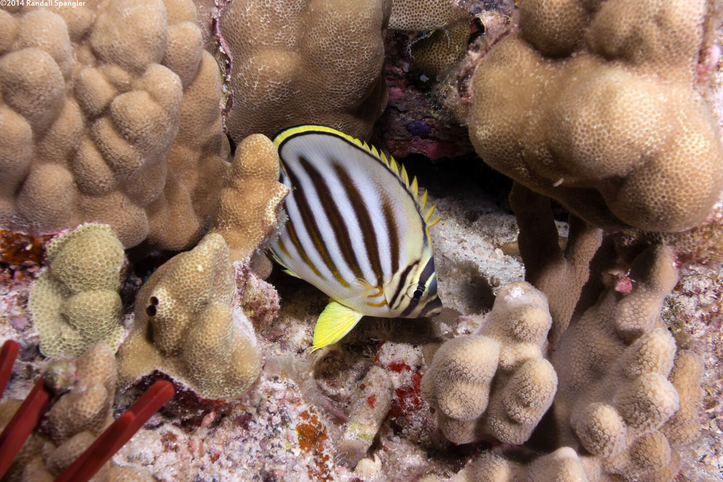 Chaetodon ornatissimus (Ornate Butterflyfish)