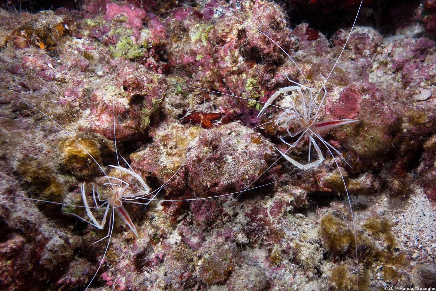 Stenopus pyrsonotus (Flameback Coral Shrimp)