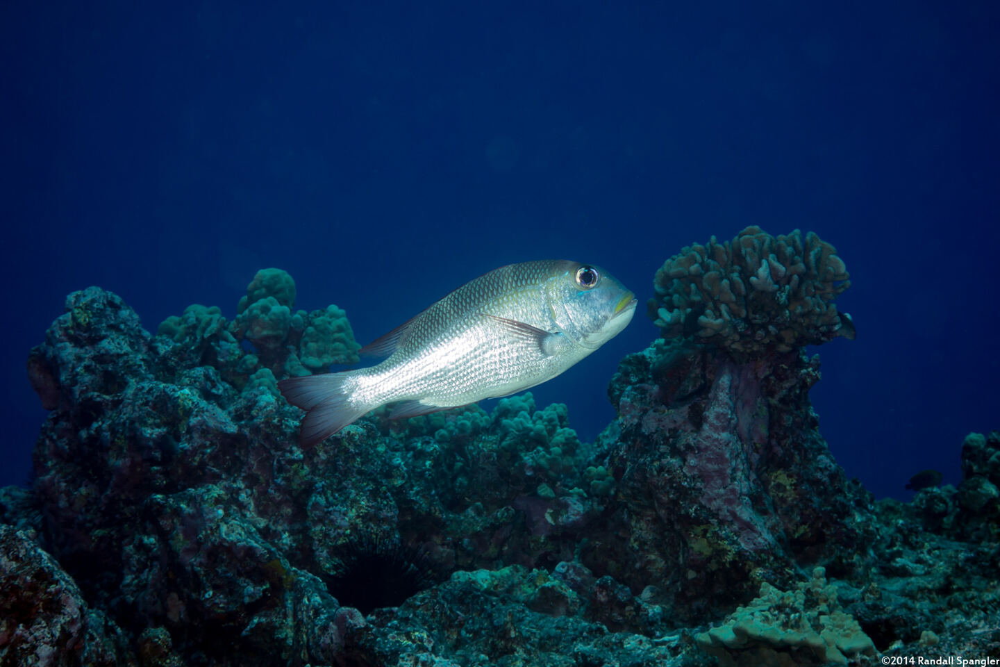 Monotaxis grandoculis (Humpnose Bigeye Bream)