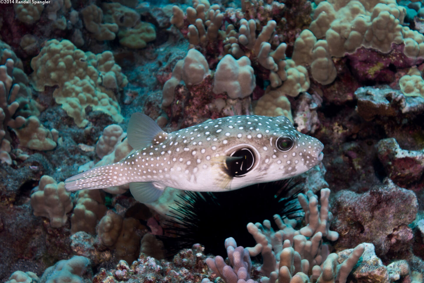 Arothron hispidus (White-Spotted Puffer)