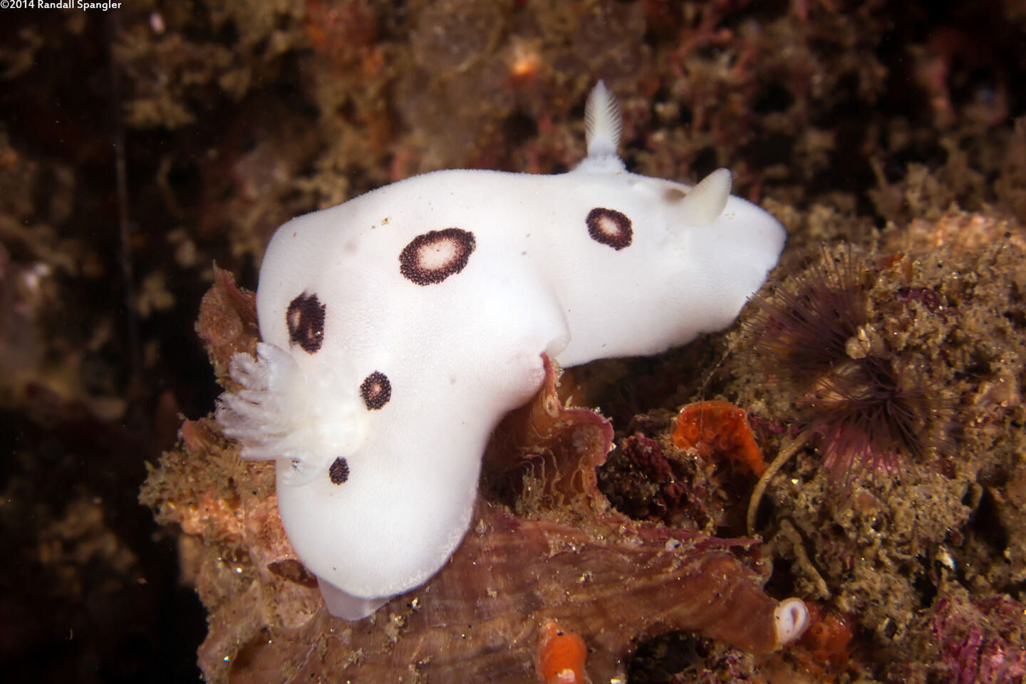 Diaulula sandiegensis (San Diego Dorid)