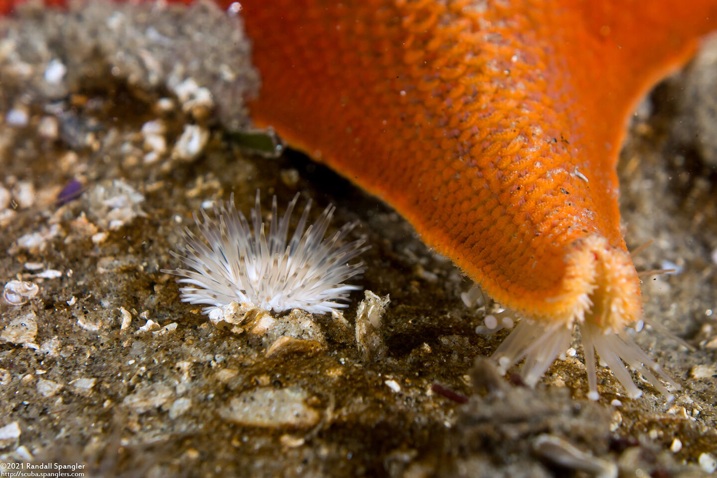 Diadumene leucolena (Ghost Anemone)