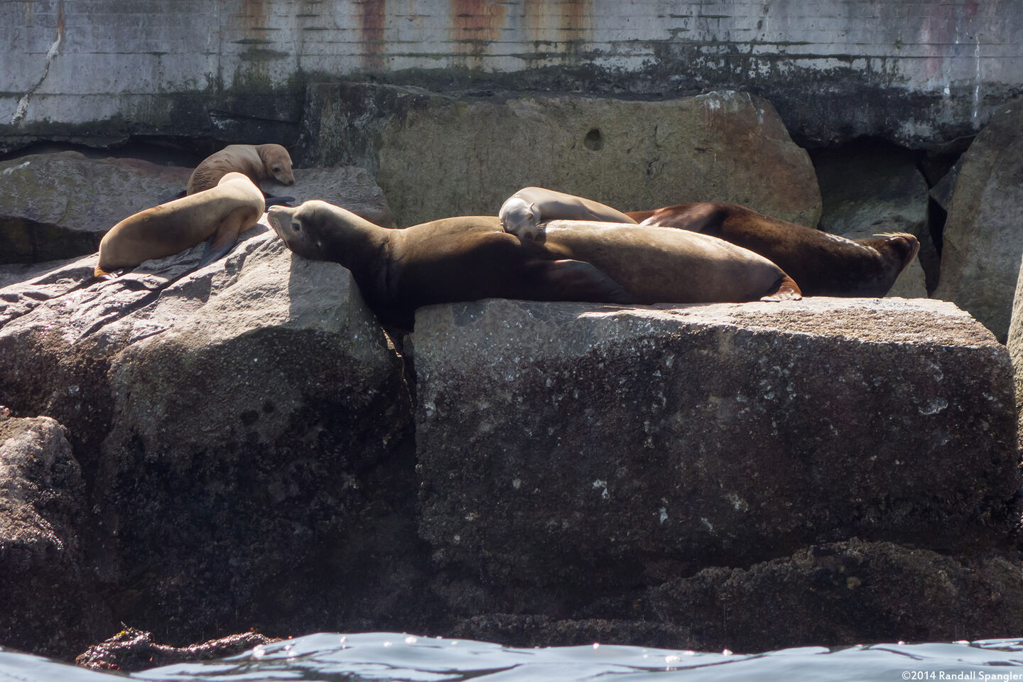 Zalophus californianus (California Sea Lion)