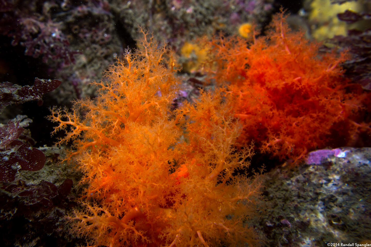Cucumaria miniata (Orange Sea Cucumber)