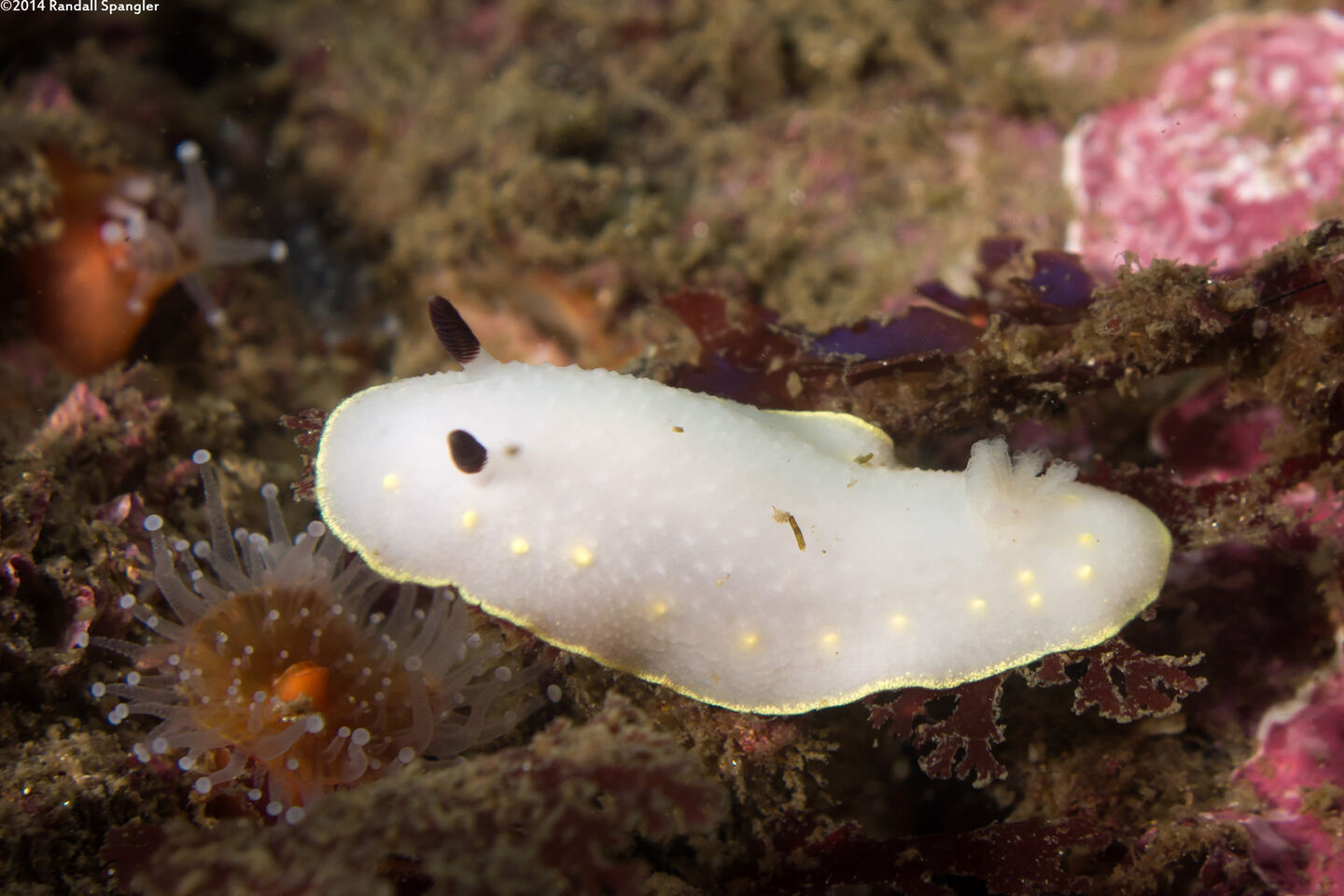 Cadlina flavomaculata (Yellow-Spot Cadlina)